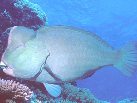 Фото Зелёная шишколобая рыба-попугай