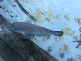 Фото Рыба-наполеон