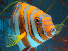 Полосатый клыкастый губан