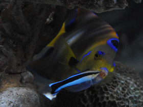 Фото Голубой губанчик