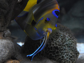 Фото Голубой губанчик