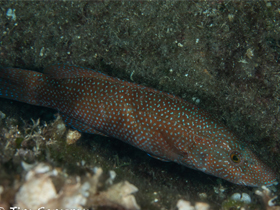 Фото Зелёный губан