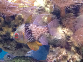 Фото Круговой кардинал