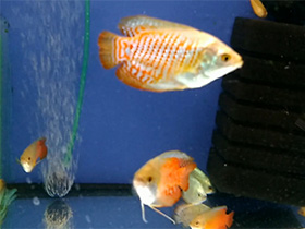 Фото Лялиус