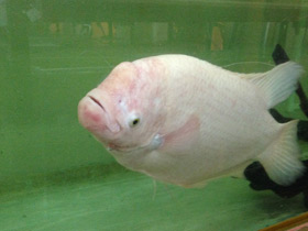 Фото Промысловый, или гигантский гурами