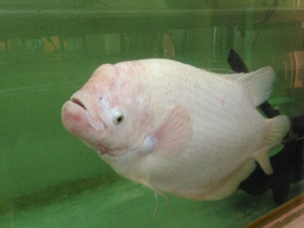 Фото Промысловый, или гигантский гурами