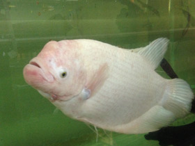 Фото Промысловый, или гигантский гурами