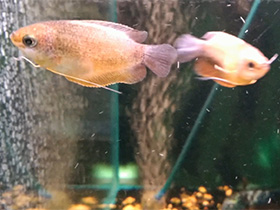 Фото Медовый гурами