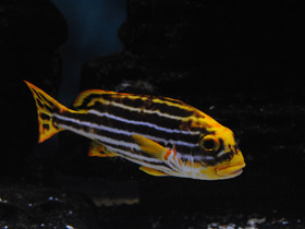 Смотреть фото Полосатый гатерин Фото Полосатый гатерин