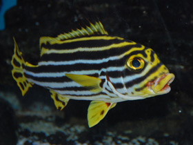 Полосатый гатерин