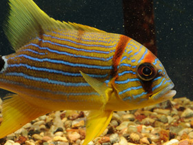 Смотреть фото Парусный луциан Фото Парусный луциан