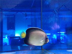 Смотреть фото Желтохвостый ангел Фото Желтохвостый ангел