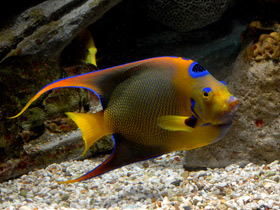 Фото Ангел-королева