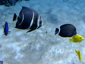 Смотреть фото Серая рыба-ангел Фото Серая рыба-ангел