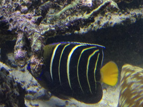 Смотреть фото Изумрудный ангел Фото Изумрудный ангел