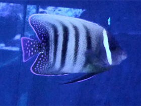 Смотреть фото Шестиполосый ангел Фото Шестиполосый ангел