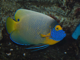 Синеголовый ангел