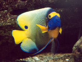 Синеголовый ангел