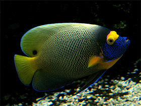 Фото Синеголовый ангел