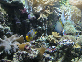 Смотреть фото Королевский ангел Фото Королевский ангел