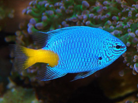 Фото Желтохвостая хризиптера