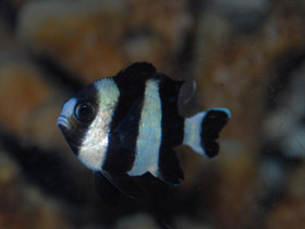 Чернохвостый дасцилл-зебра