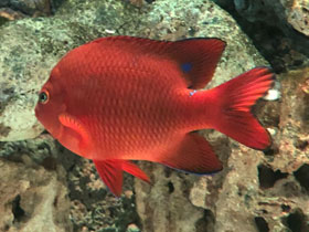 Фото Гарибальдия