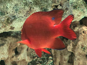 Фото Гарибальдия