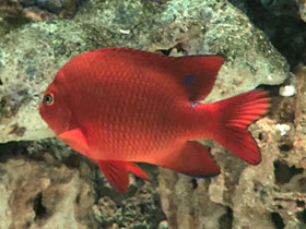 Фото Гарибальдия