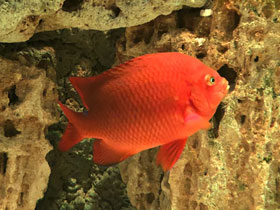 Фото Гарибальдия