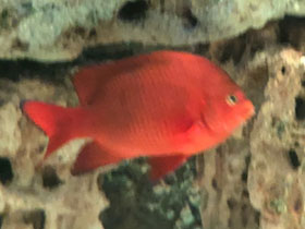 Фото Гарибальдия