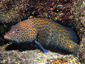 Смотреть фото Групер-аргус Фото Групер-аргус