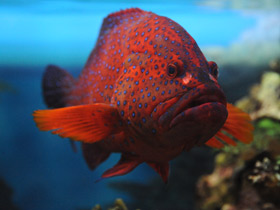 Фото Красный групер