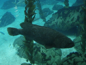 Смотреть фото Индоокеанский малоглазый групер Фото Индоокеанский малоглазый групер