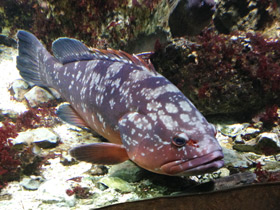 Смотреть фото Гигантский мероу Фото Гигантский мероу