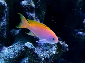 Смотреть фото Двупятнистый антиас Фото Двупятнистый антиас