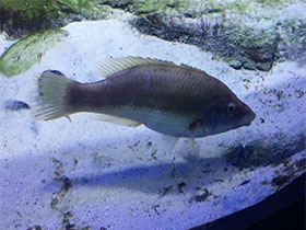 Смотреть фото Каменный окунь Фото Каменный окунь