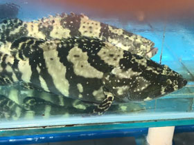 Фото Китайский окунь