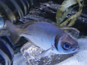 Фото Франсмадам