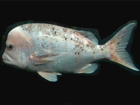 Фото Chrysoblephus gibbiceps