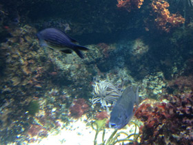 Фото Чернохвостая облада