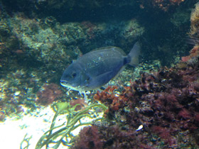 Фото Чернохвостая облада