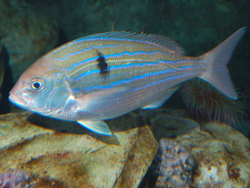 Фото Агульясский зубан