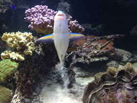 Фото Жёлточешуйный попугай