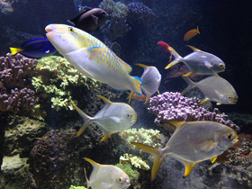 Фото Жёлточешуйный попугай