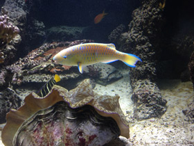 Фото Жёлточешуйный попугай