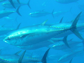 Фото Обыкновенный тунец