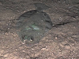 Фото Пятнистый мегрим