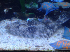 Фото Темная полярная камбала