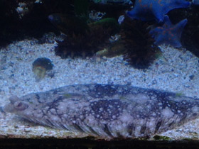 Фото Темная полярная камбала